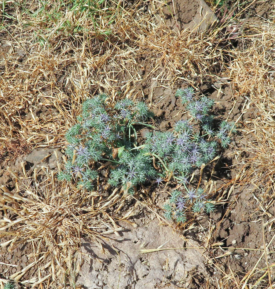 Image of Eryngium pusillum specimen.