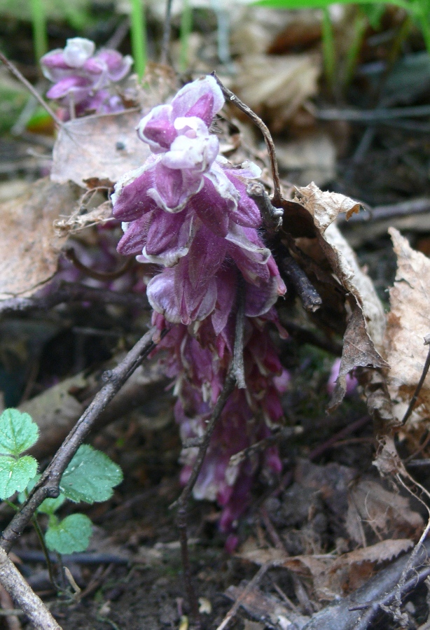 Image of Lathraea squamaria specimen.