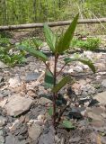 Scrophularia nodosa