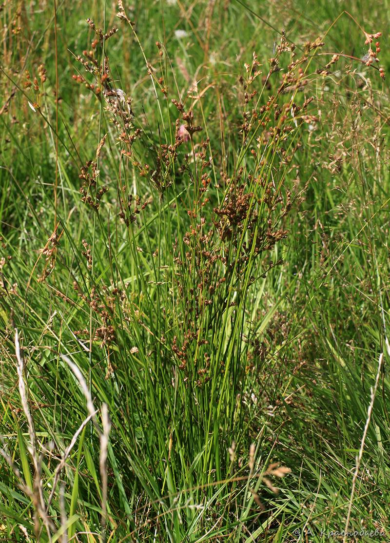 Image of Juncus tenuis specimen.