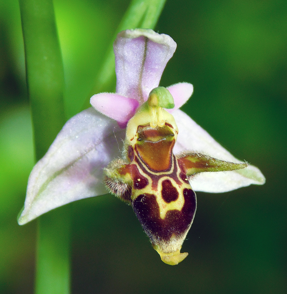 Image of Ophrys oestrifera specimen.