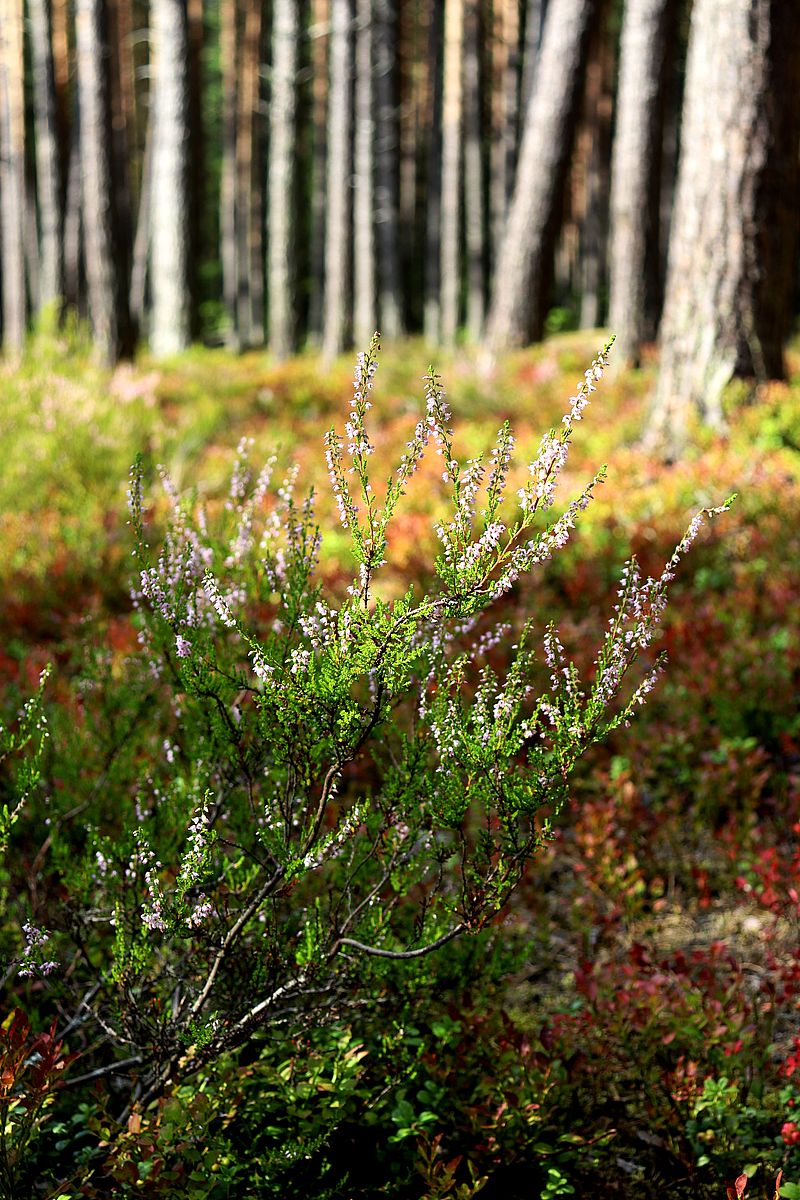 Image of Calluna vulgaris specimen.