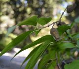 Chimonanthus praecox