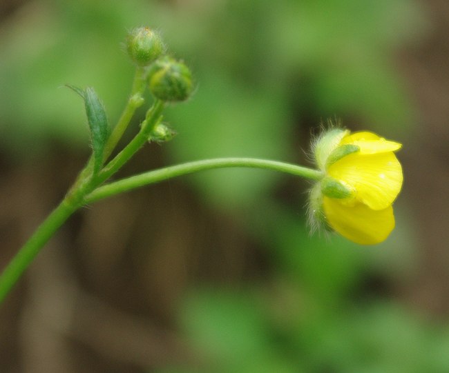 Image of genus Ranunculus specimen.