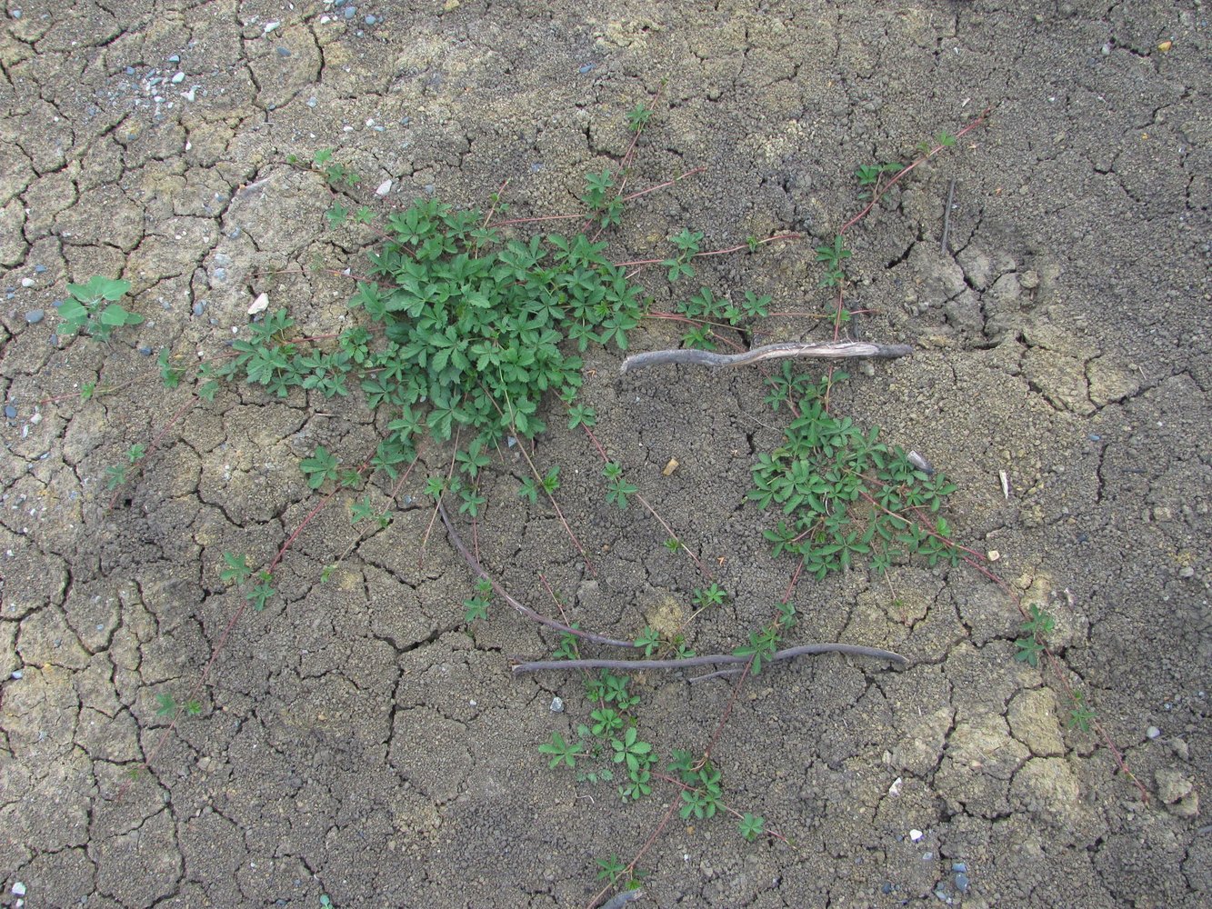 Image of Potentilla reptans specimen.