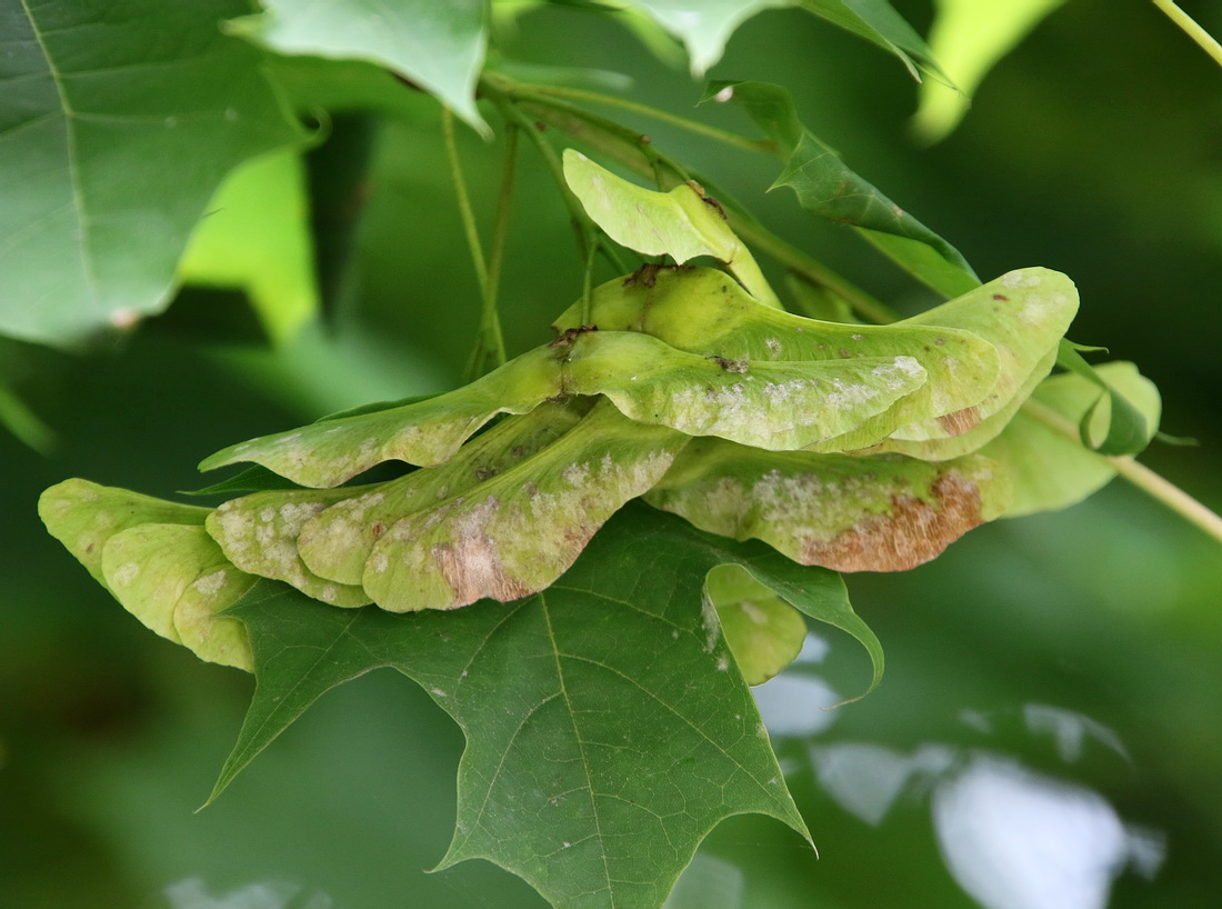 Image of Acer platanoides specimen.