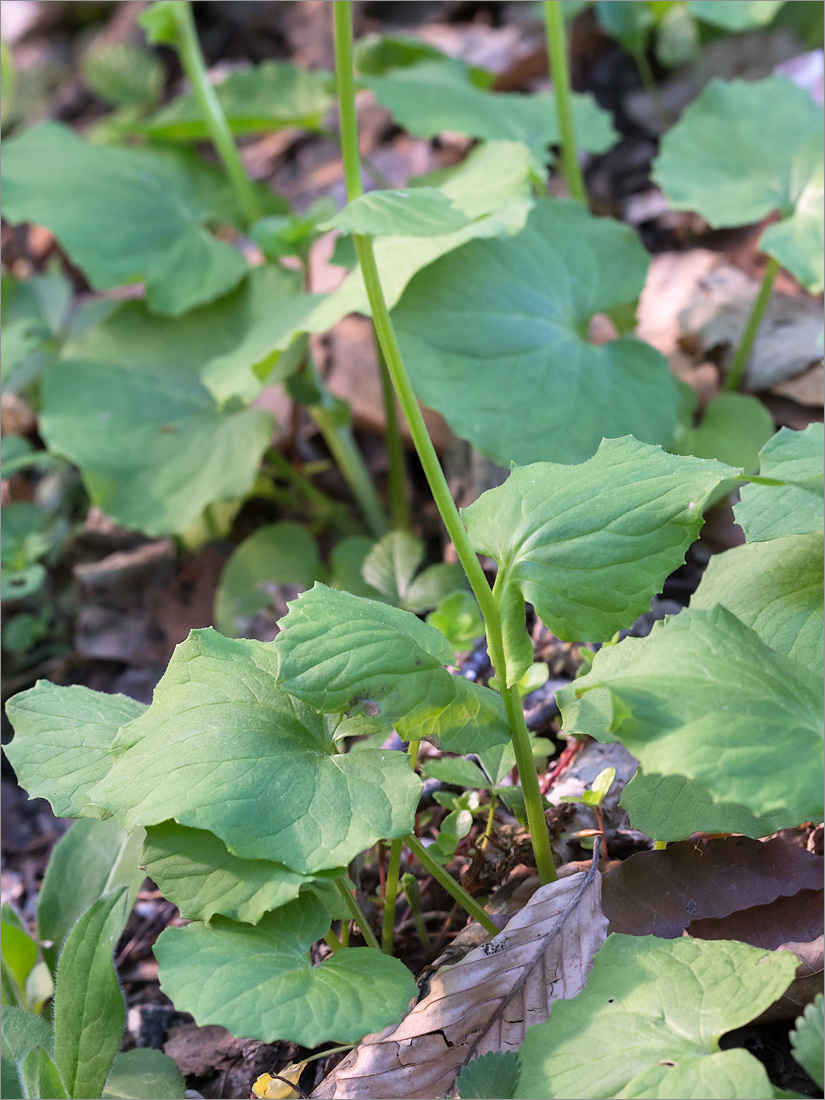 Изображение особи Doronicum orientale.