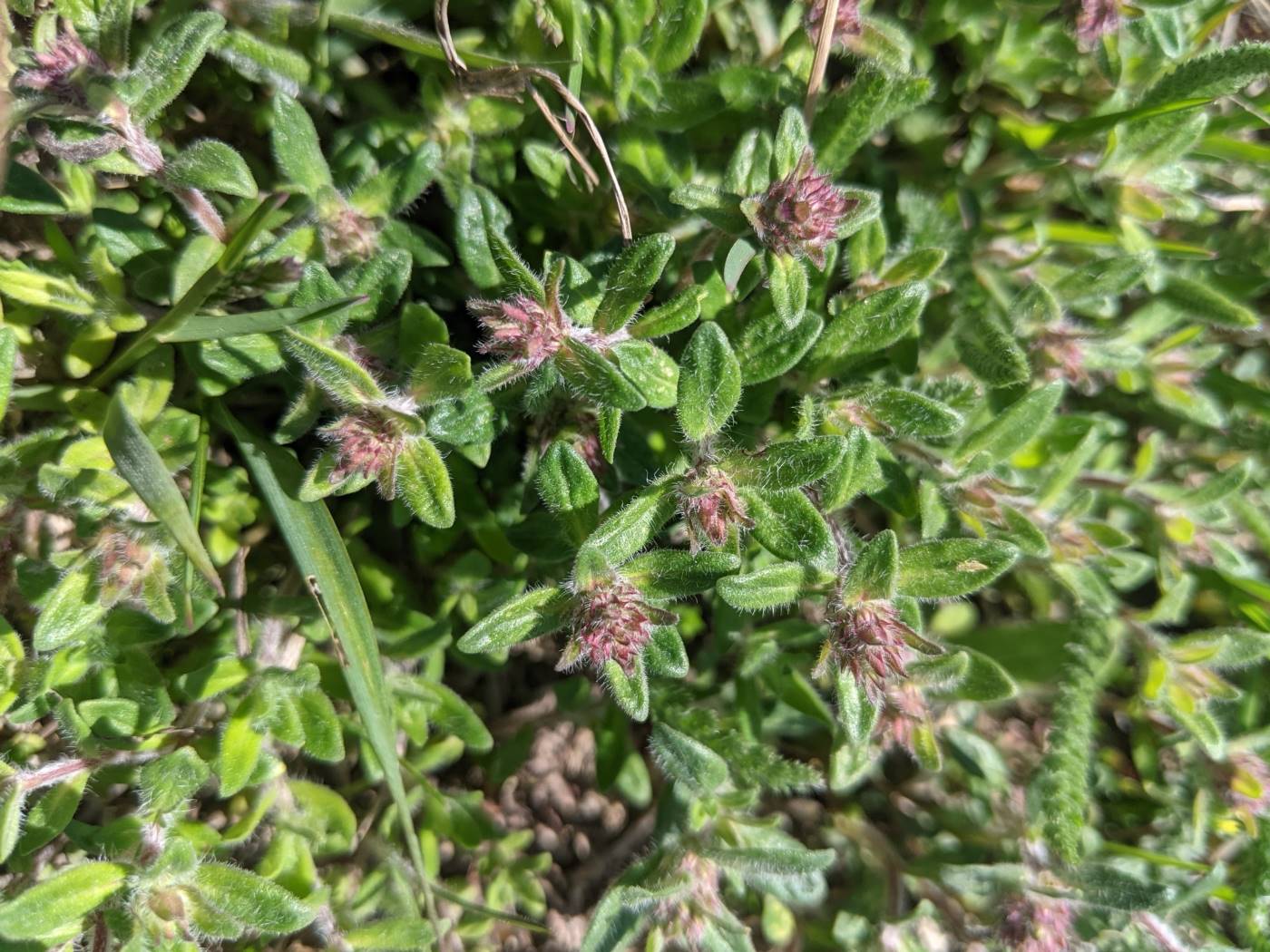 Image of genus Thymus specimen.