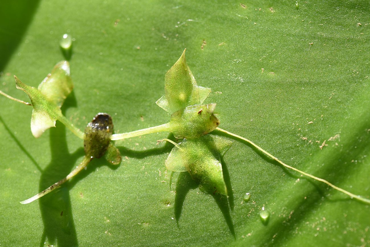 Image of Lemna trisulca specimen.