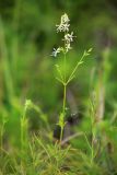 Silene foliosa. Цветущее растение. Приморский край, Ольгинский р-н, зал. Владимира, северный берег бухты Средняя, травянистый склон у моря. 07.07.2022.