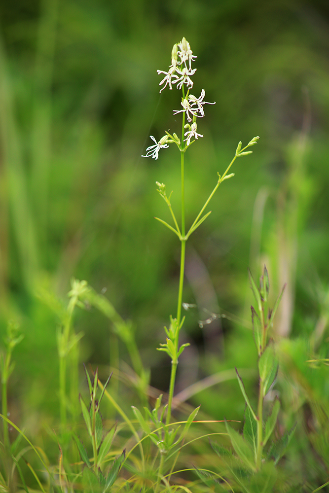 Изображение особи Silene foliosa.