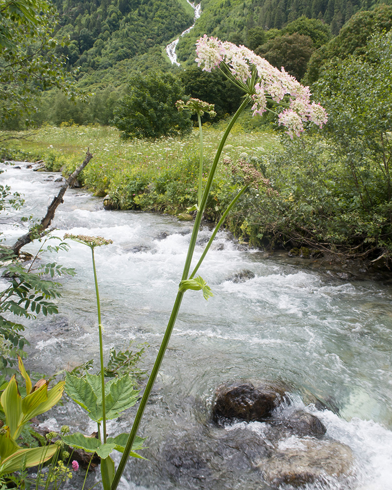 Image of Heracleum ponticum specimen.