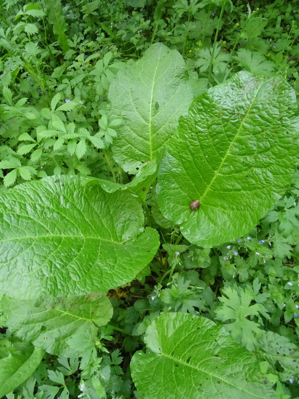 Image of Rumex sylvestris specimen.