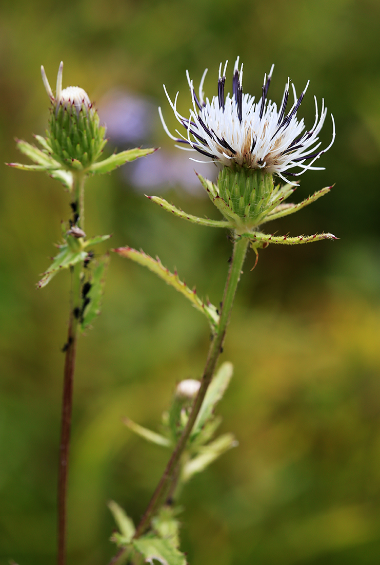 Изображение особи Cirsium coryletorum.