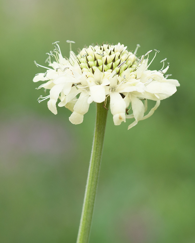 Image of Cephalaria gigantea specimen.