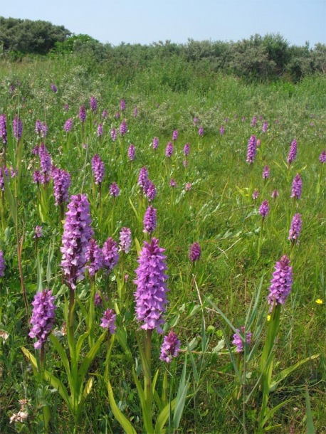 Image of Dactylorhiza praetermissa specimen.