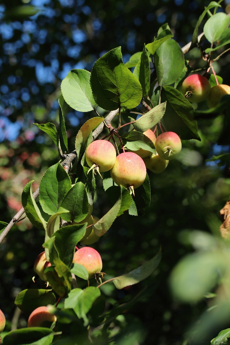 Image of Malus prunifolia specimen.