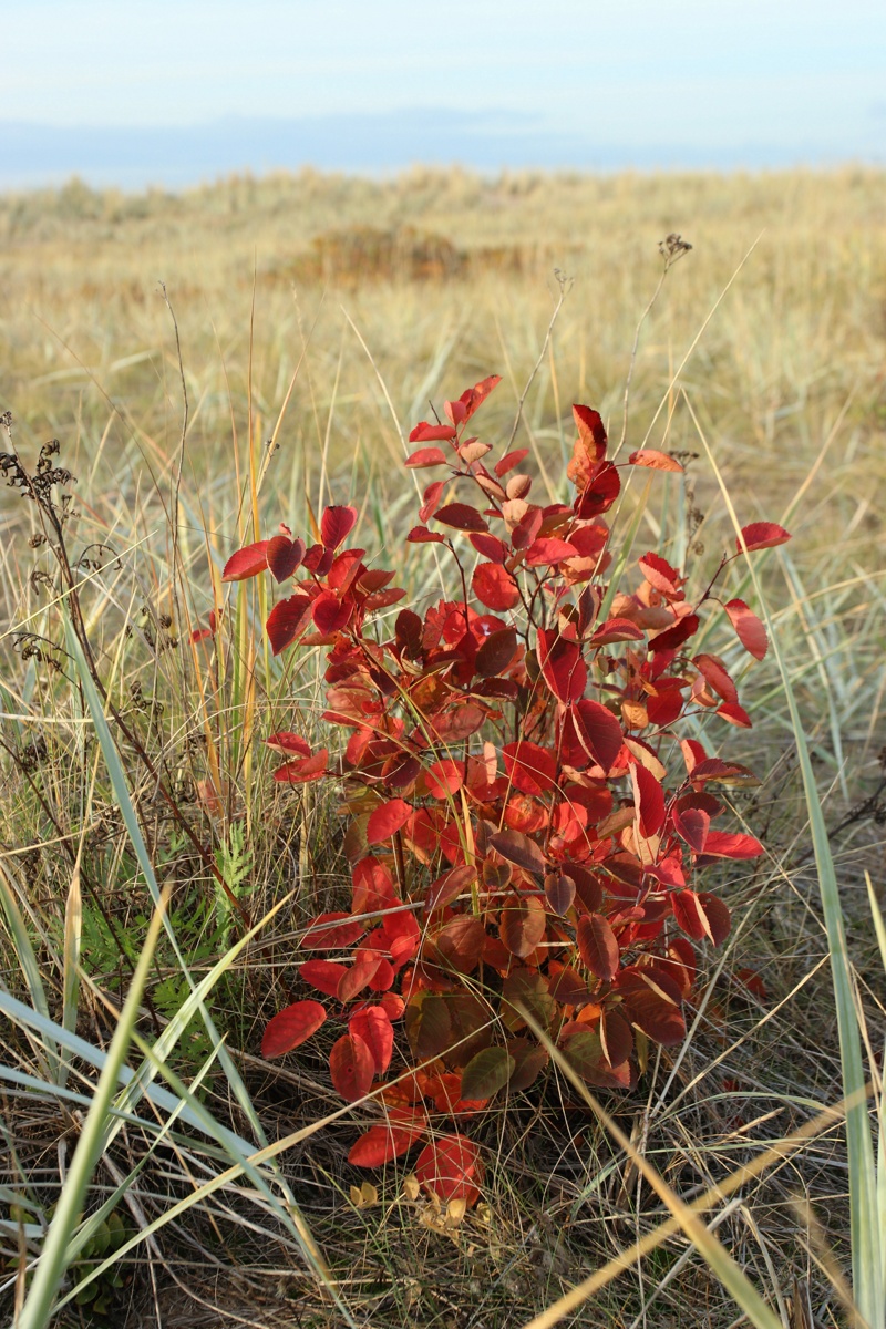 Изображение особи Amelanchier spicata.