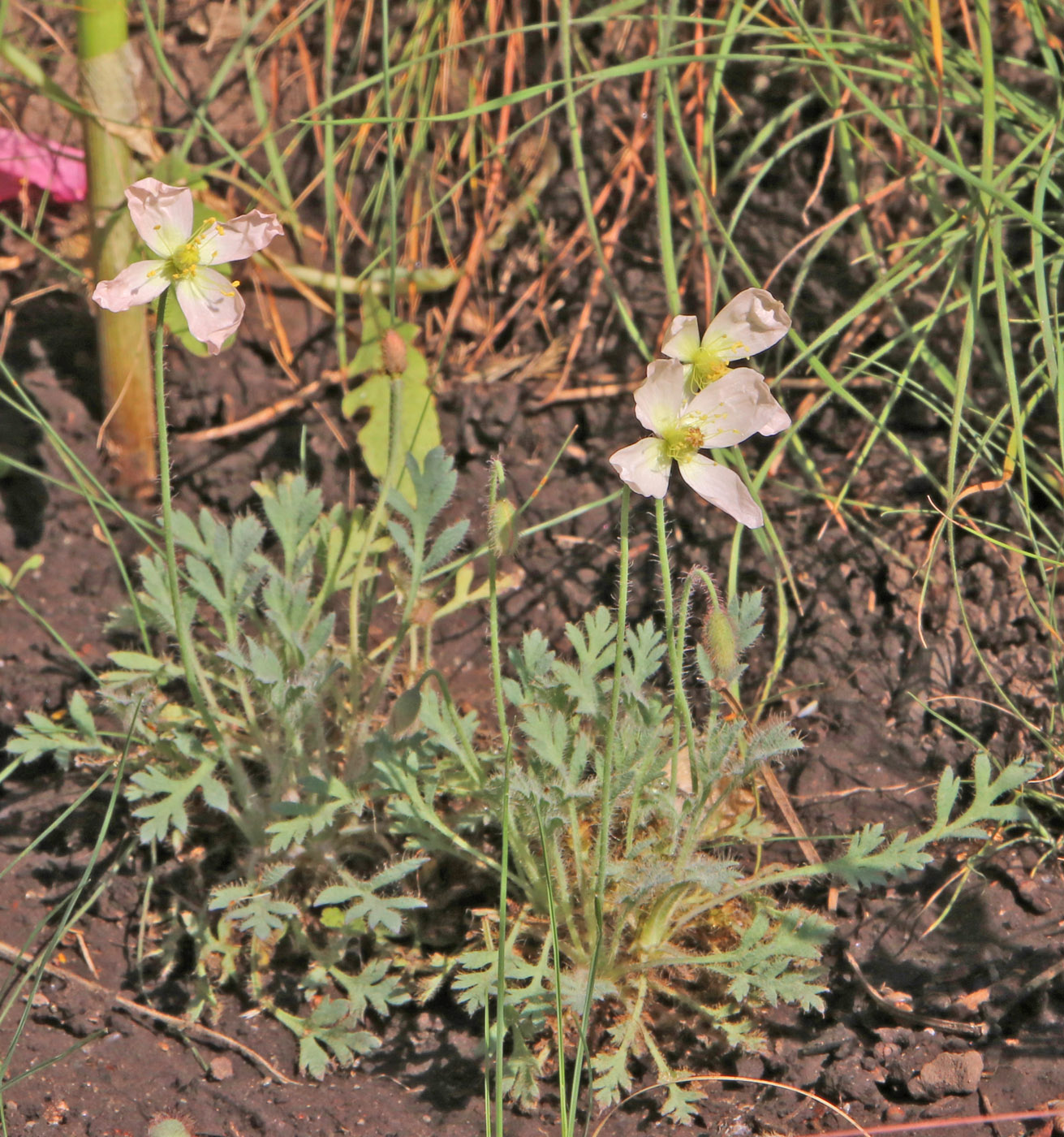 Image of Papaver alboroseum specimen.