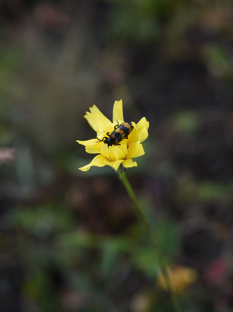 Image of familia Asteraceae specimen.