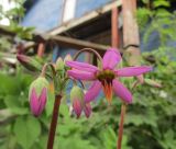 Смотреть изображение Dodecatheon frigidum