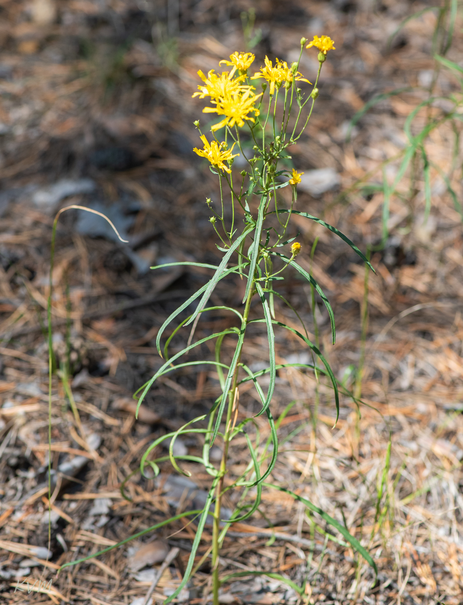 Изображение особи род Hieracium.