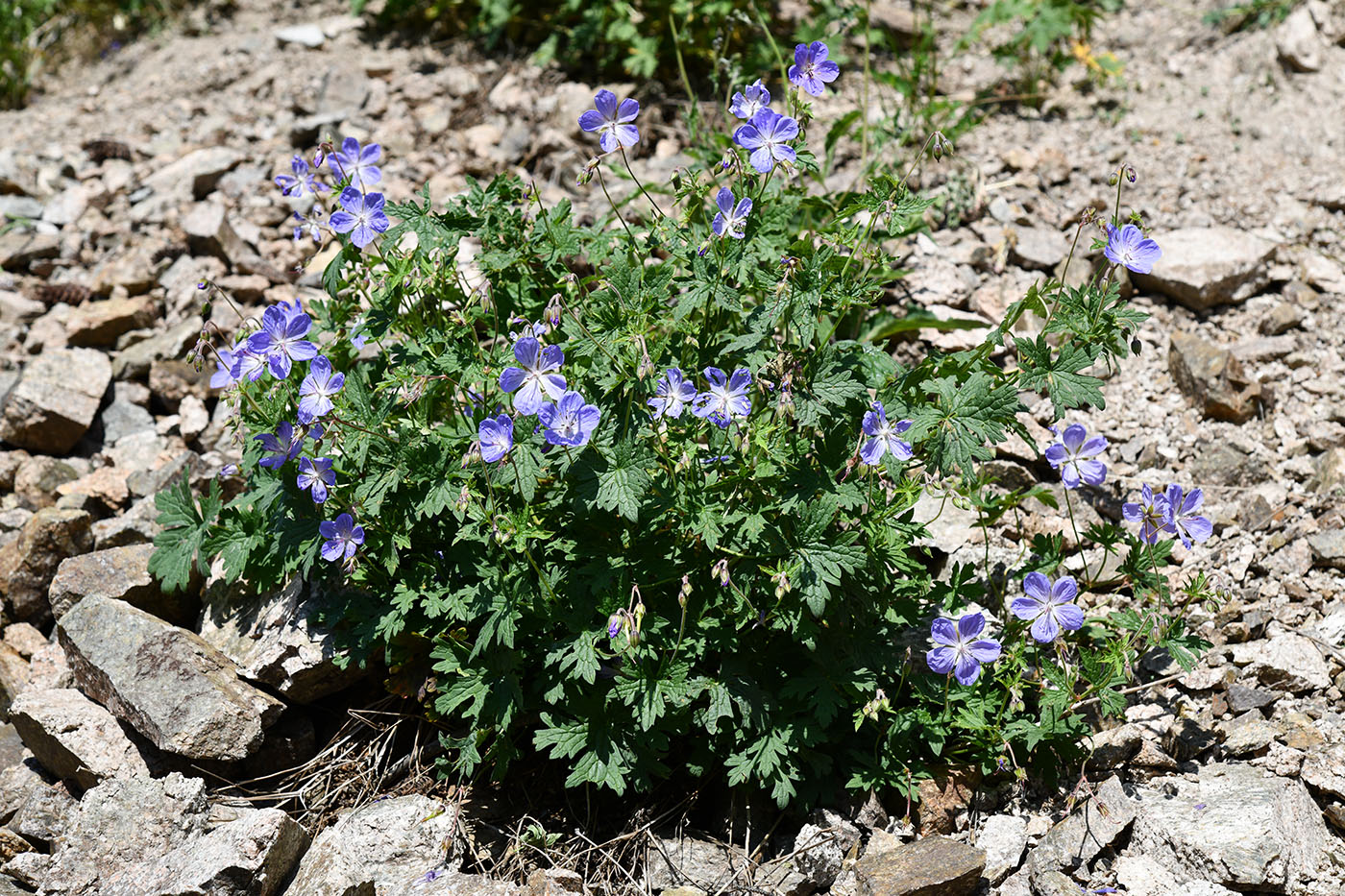 Изображение особи Geranium saxatile.