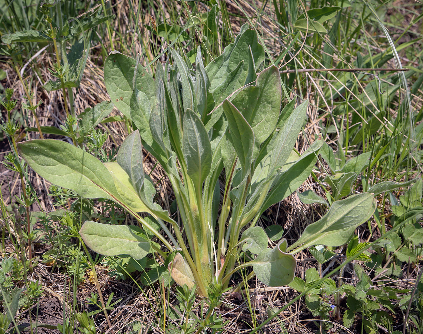 Image of Cynoglossum officinale specimen.