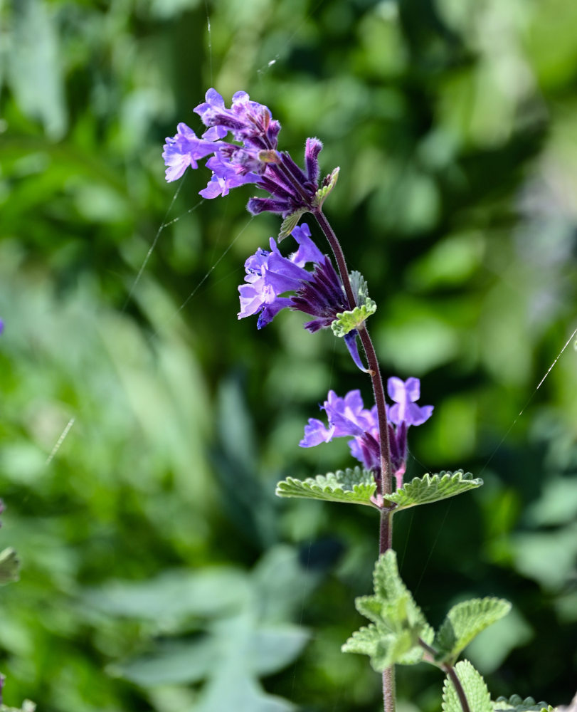 Изображение особи Nepeta mussinii.