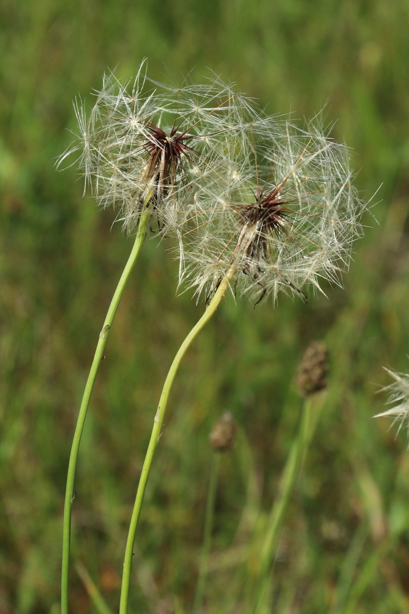 Изображение особи Hypochaeris radicata.