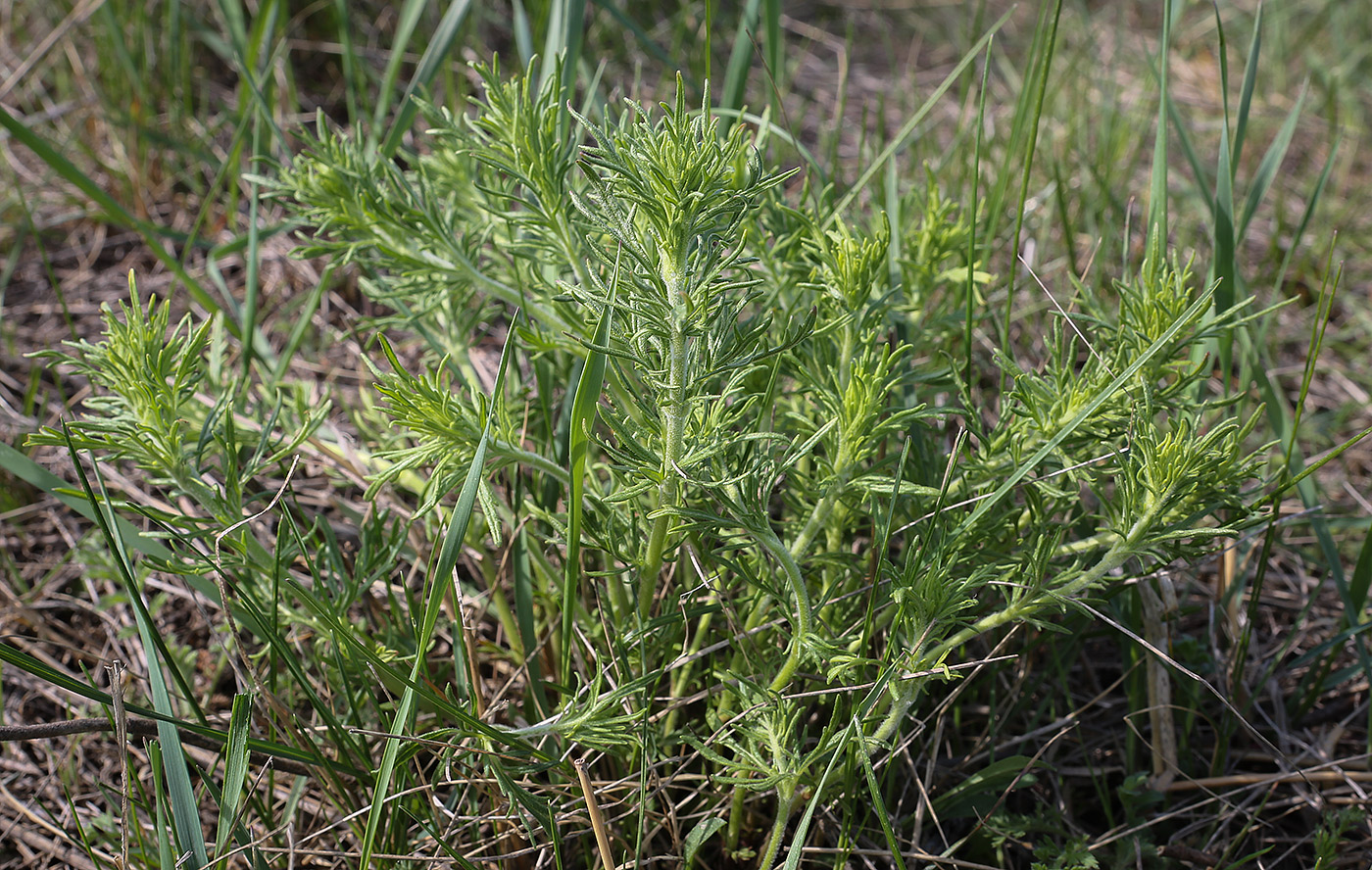 Изображение особи Veronica multifida.