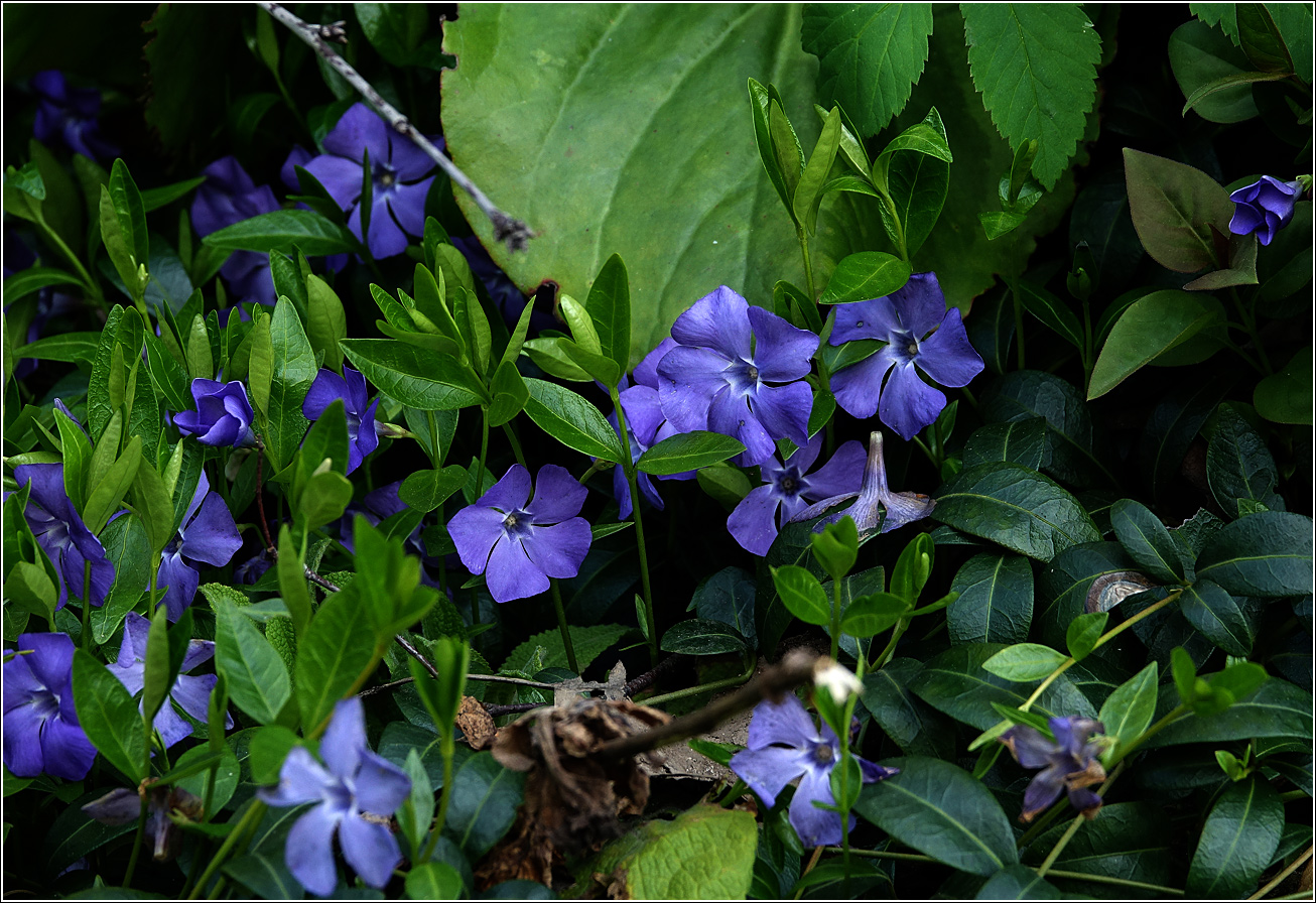 Image of Vinca minor specimen.