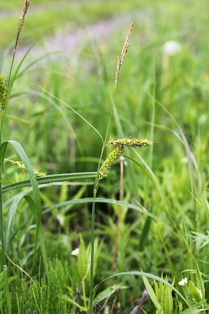 Image of Carex atherodes specimen.