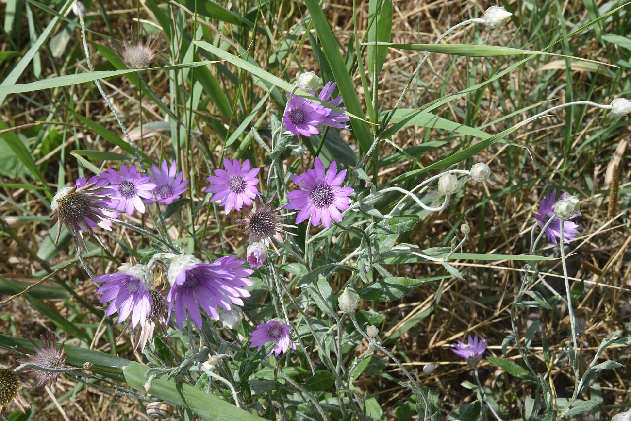 Изображение особи Xeranthemum annuum.