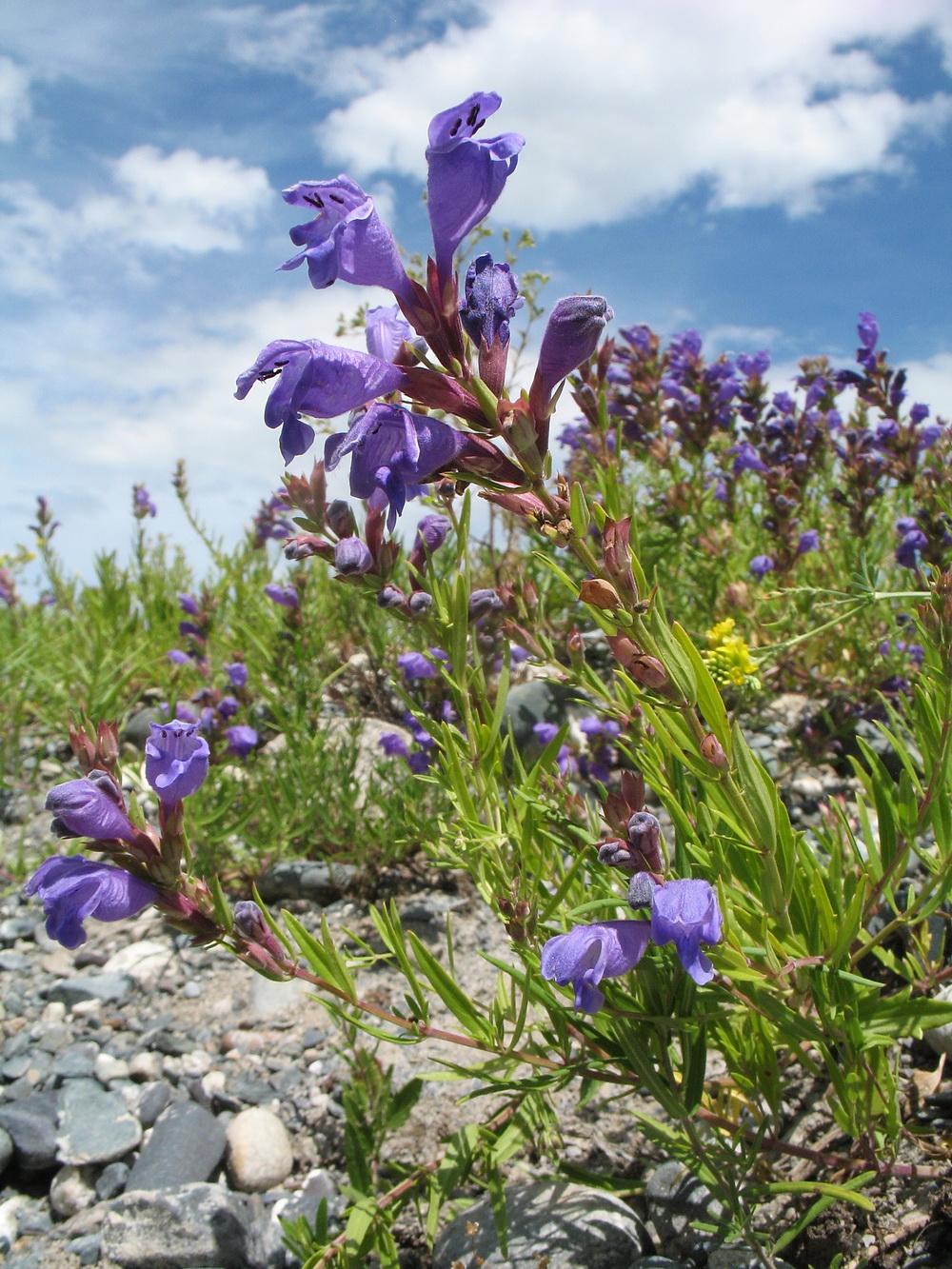 Image of Dracocephalum peregrinum specimen.