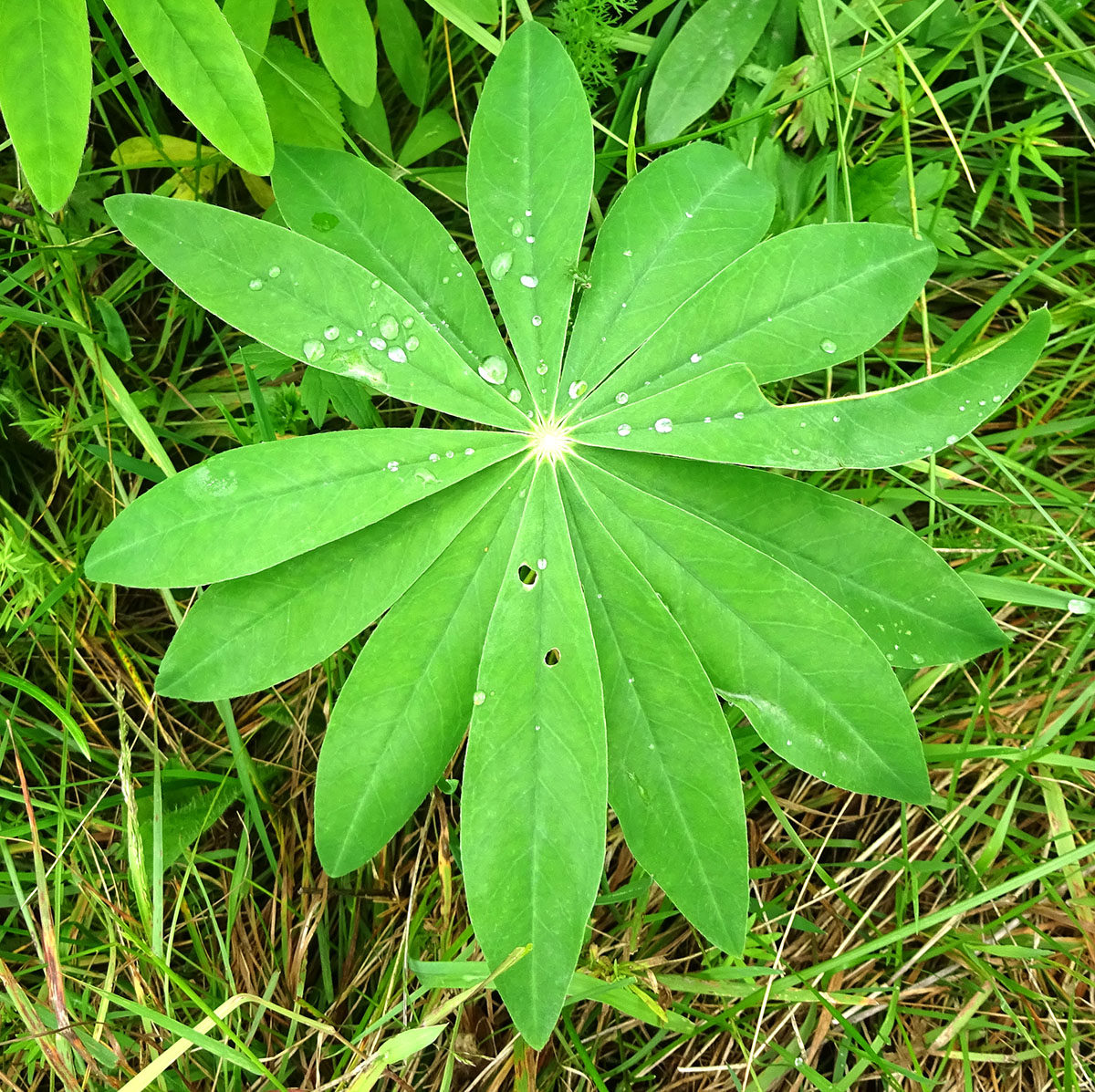 Изображение особи Lupinus nootkatensis.