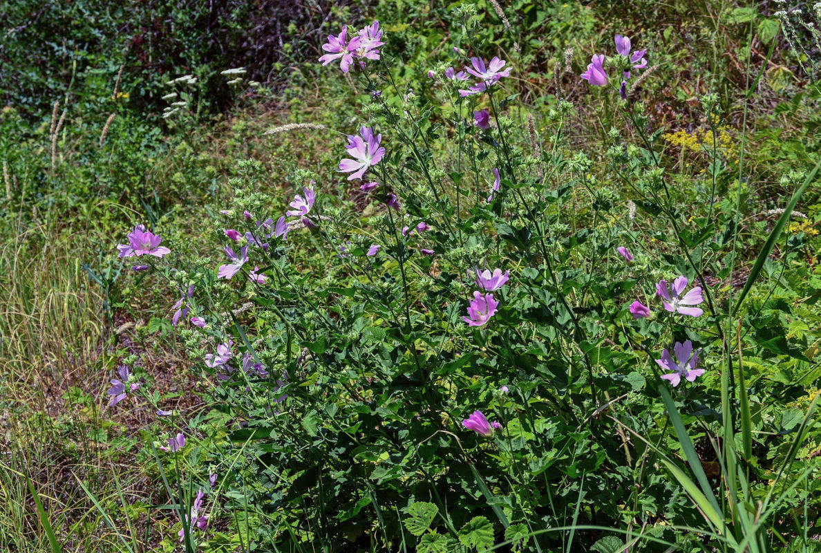 Image of Malva thuringiaca specimen.