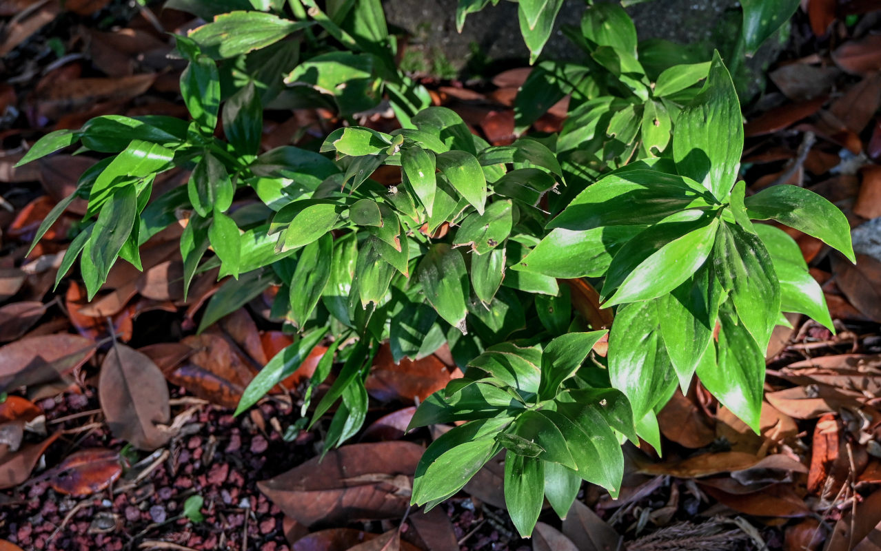 Image of Ruscus colchicus specimen.