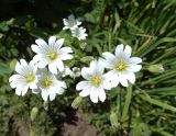 Cerastium davuricum