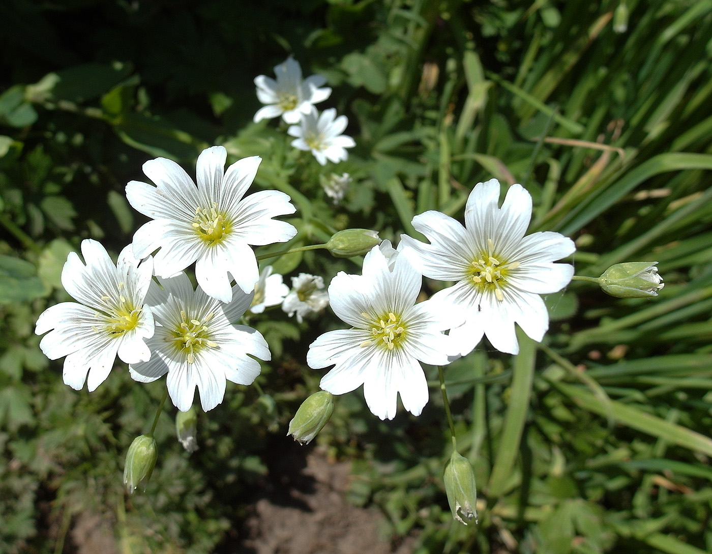 Изображение особи Cerastium davuricum.