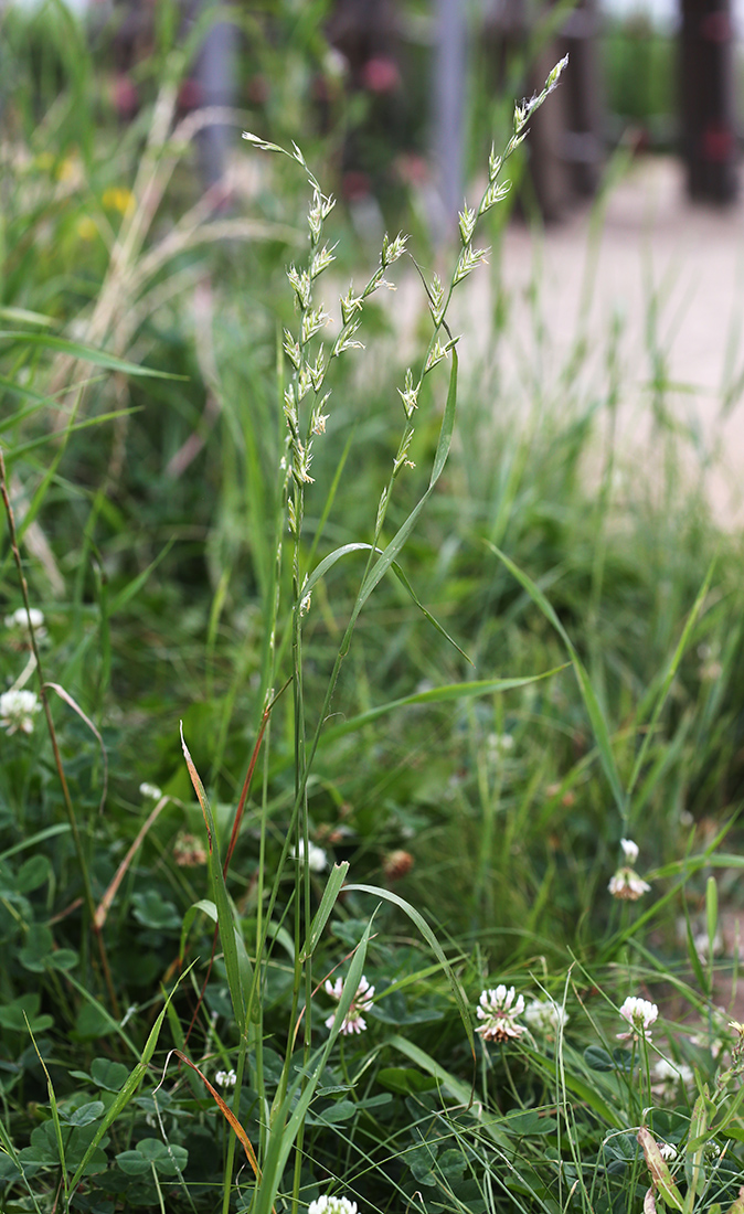 Изображение особи Lolium multiflorum.