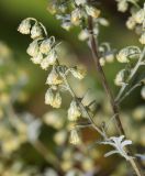 Artemisia freyniana. Часть побега с соцветиями. Приморский край, Октябрьский р-н, окр. с. Новогеоргиевка, дол. р. Раздольная на левом берегу, на остепнённом склоне. 13.09.2024.