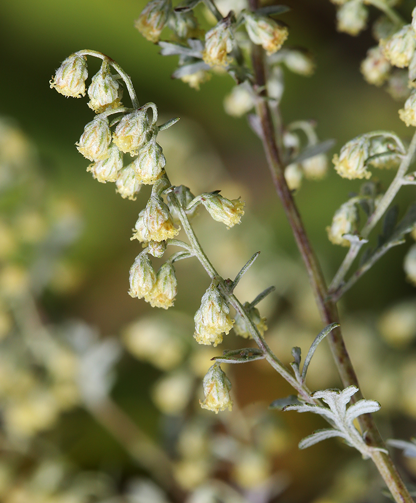 Изображение особи Artemisia freyniana.