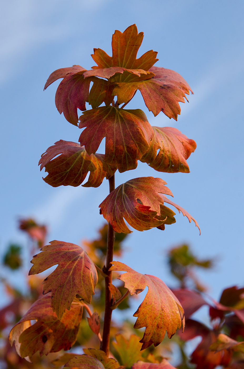 Изображение особи Ribes aureum.