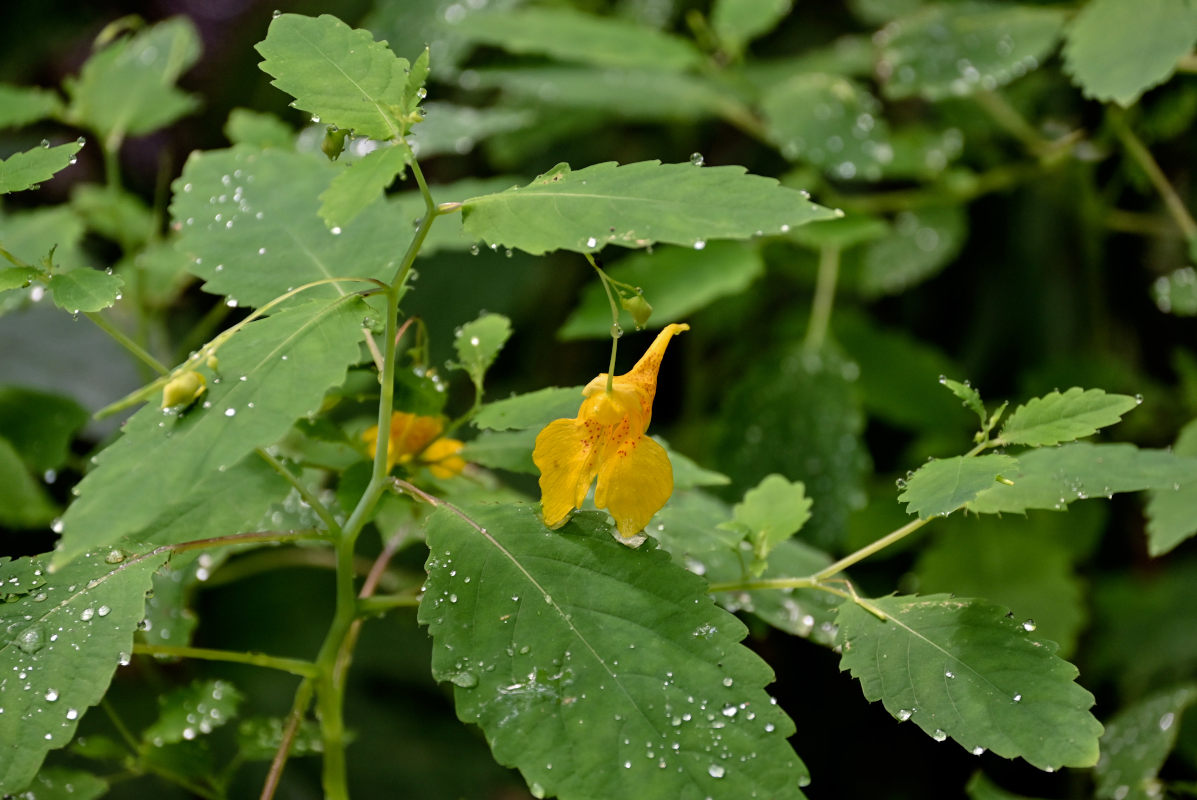 Image of Impatiens noli-tangere specimen.