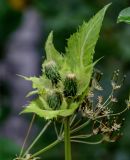 Cirsium oleraceum. Верхушка побега с распускающимися соцветиями (рядом видны соплодия Anthriscus sylvestris). Вологодская обл., Сокольский р-н, Оларевская гряда, опушка смешанного леса. 13.07.2024.