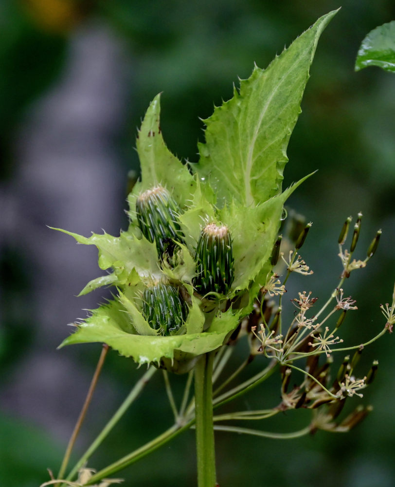 Изображение особи Cirsium oleraceum.