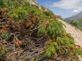 Juniperus oblonga