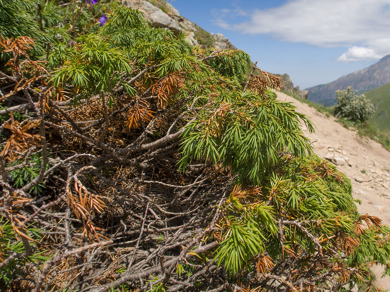 Image of Juniperus oblonga specimen.