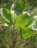 Plantago maxima